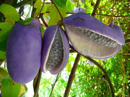 Akebia - Tổng hợp tất cả các loại trái cây trên thế giới