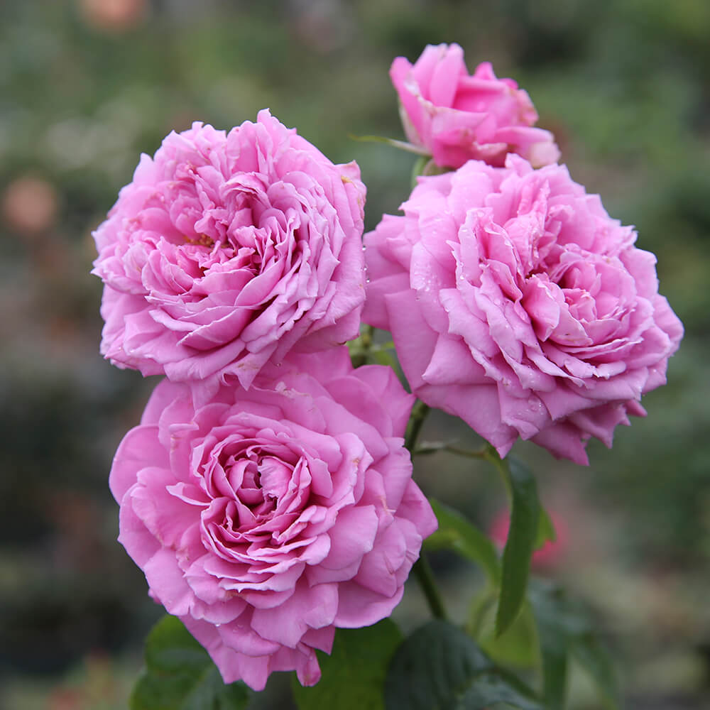 Giống hoa hồng Blue Sky Rose