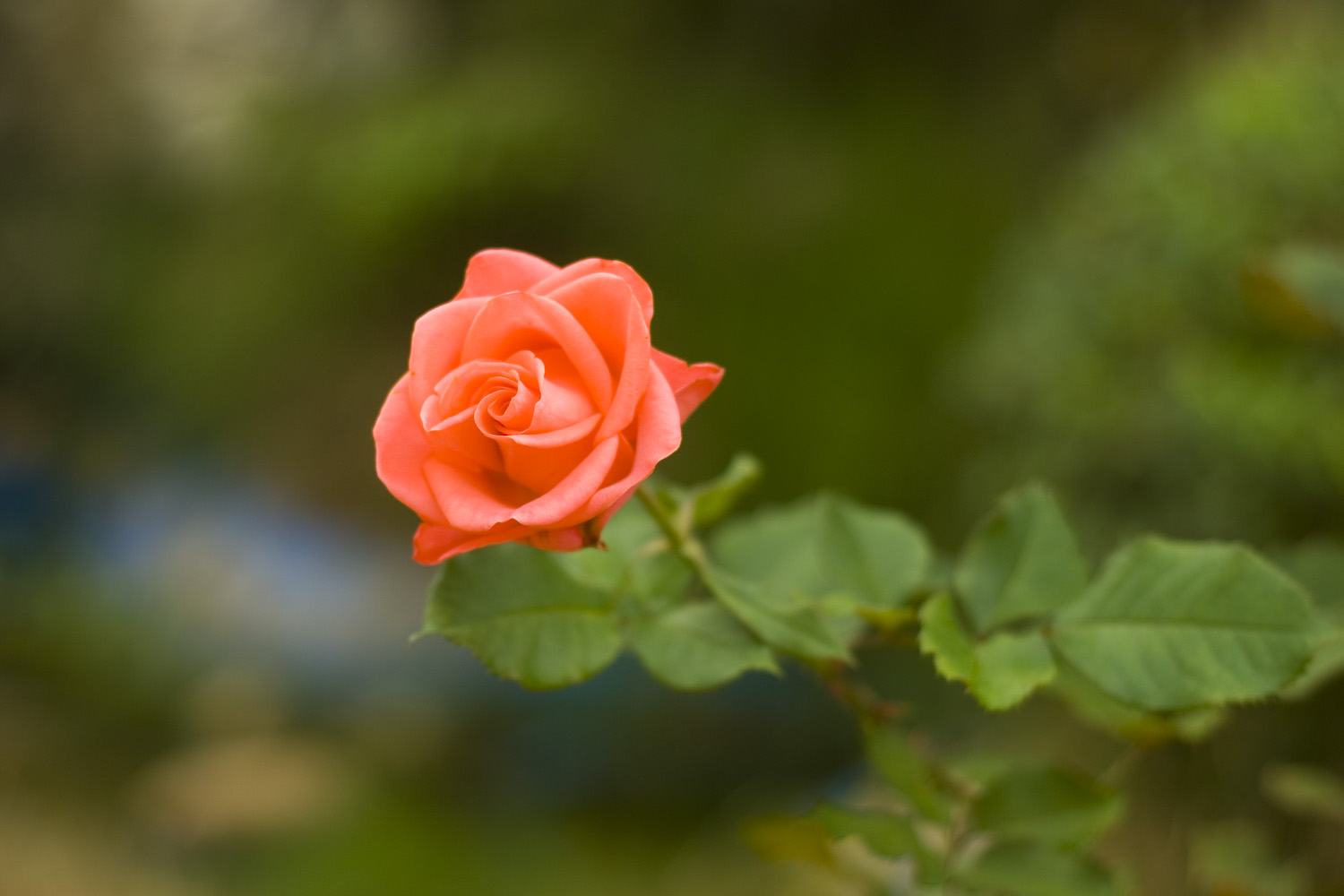Hoa hồng Đà Lạt