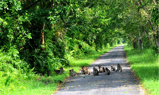 Đàn khỉ kiếm ăn giữa các khu rừng U Minh Thượng