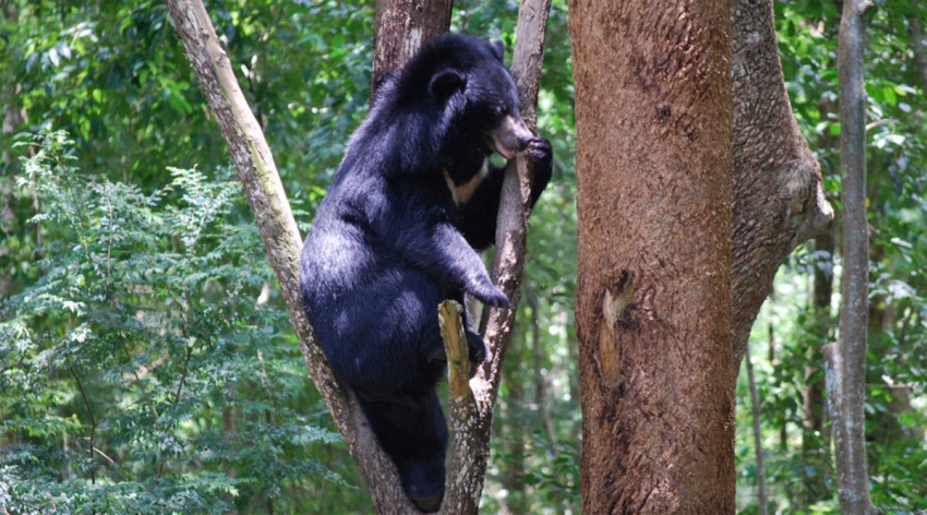 Đảo Tiên và trạm cứu hộ Gấu ở Vườn quốc gia Cát Tiên