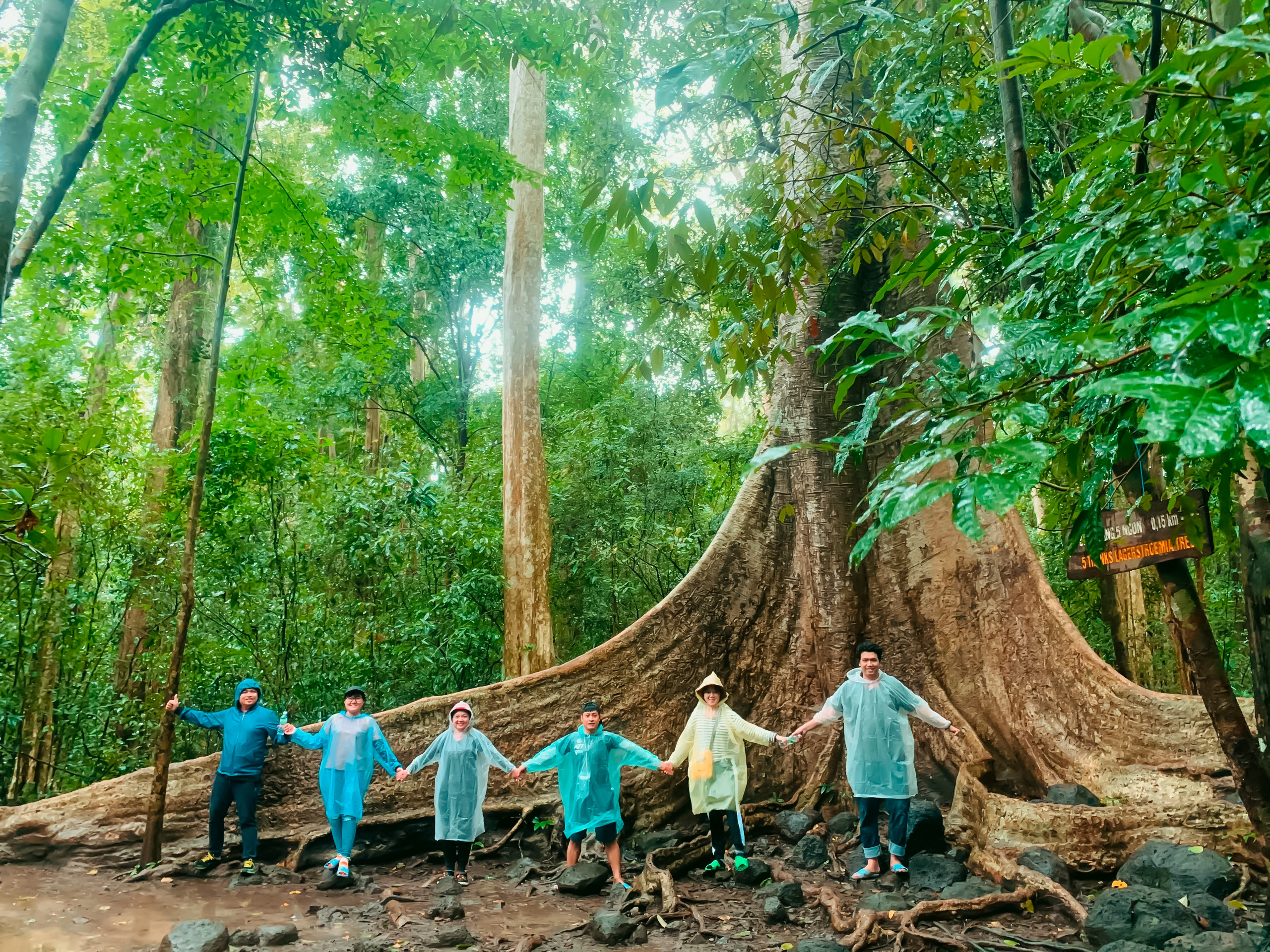 Đến cây Tung khổng lồ ở Vườn quốc gia Cát Tiên