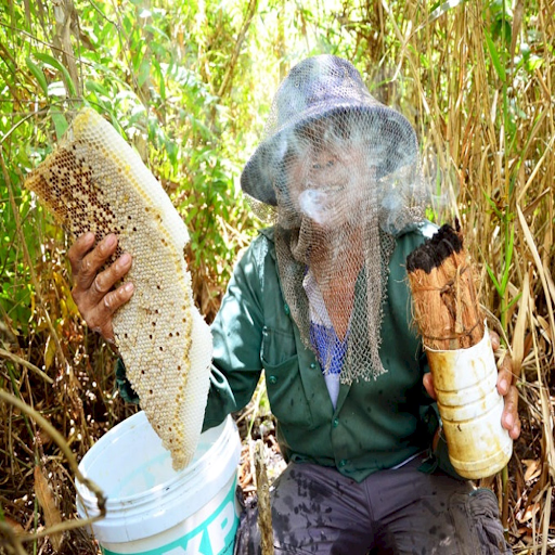 Nghề “Gác kèo, ăn ong” lâu đời ở U Minh Thượng